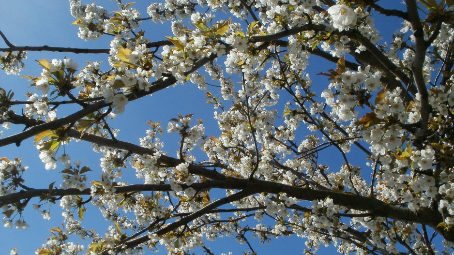 Višeň (Prunus cerasus)