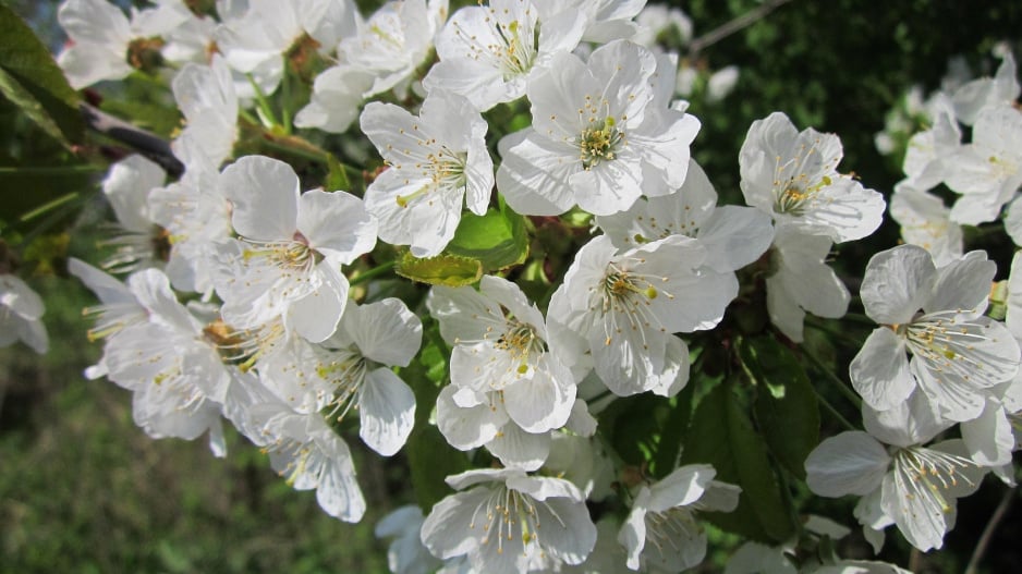 Višeň (Prunus cerasus)