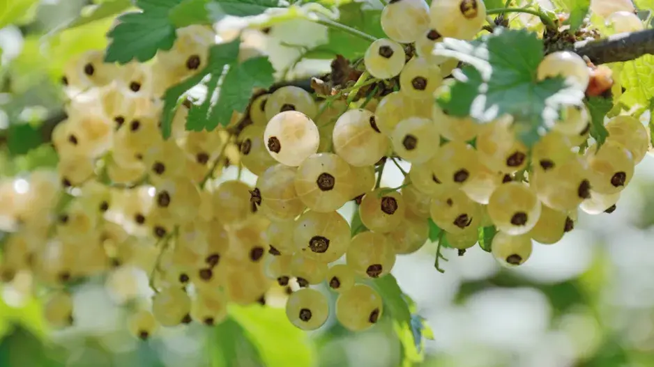 Bílý rybíz (Ribes rubrum) 