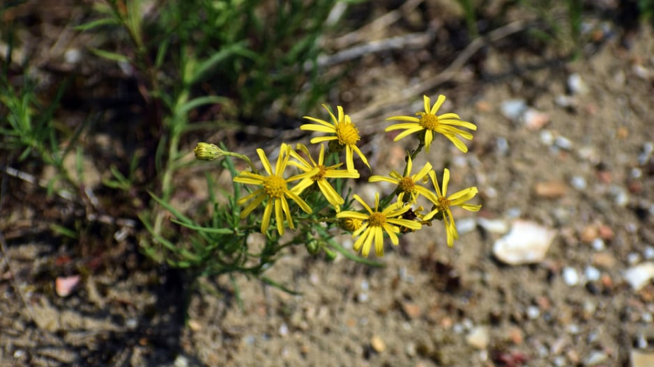 Starček úzkolistý (Senecio inaequidens) 