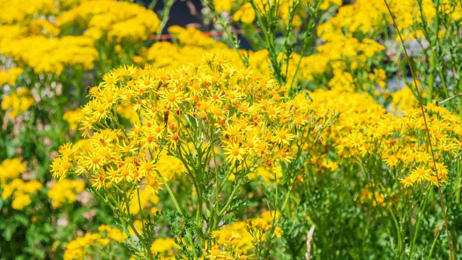 Starček úzkolistý (Senecio inaequidens) 