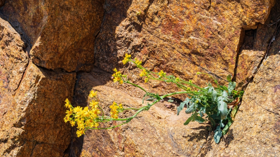 Starček úzkolistý (Senecio inaequidens) 