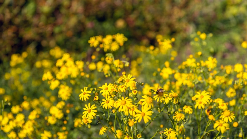 Starček úzkolistý (Senecio inaequidens) 