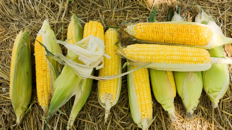 Kukuřice cukrová (Zea mays var. saccharata) 
