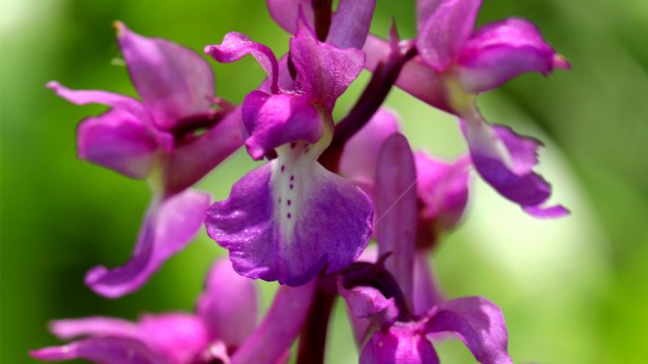 Vstavač mužský (Orchis mascula) 