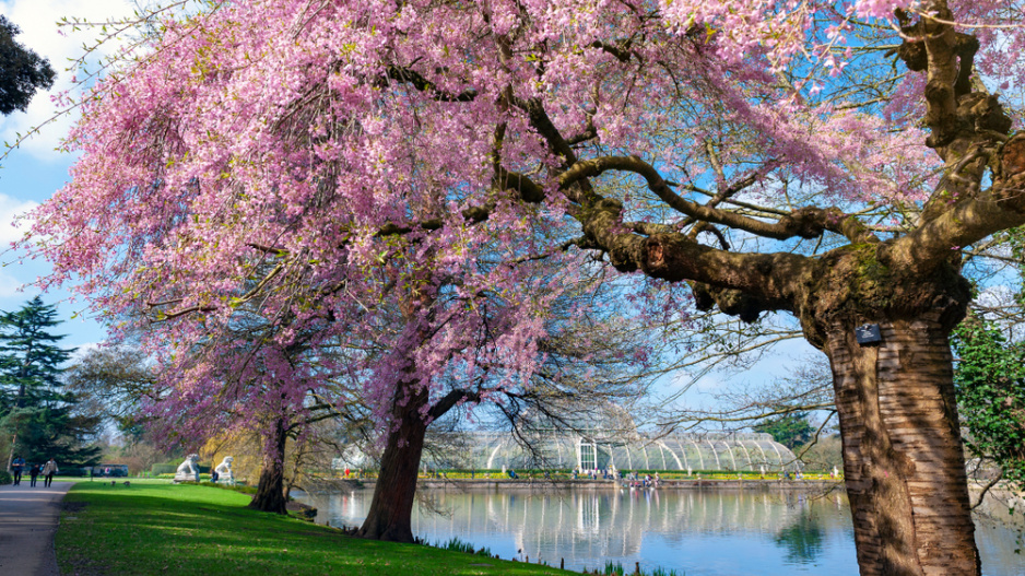 Kew Garden