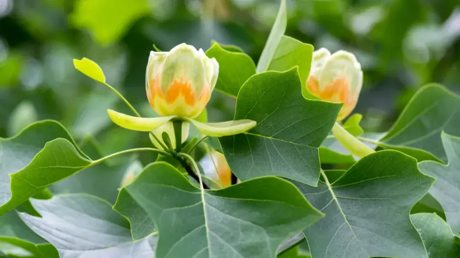 Liliovník tulipánokvětý (Liriodendron tulipifera)