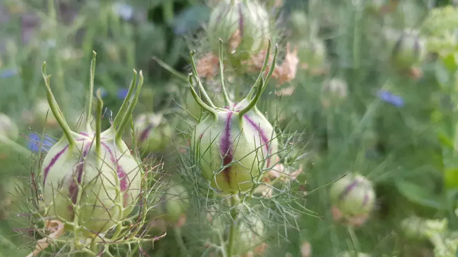 Černucha damašská (Nigella damascena)  Černucha damašská (Nigella damascena)