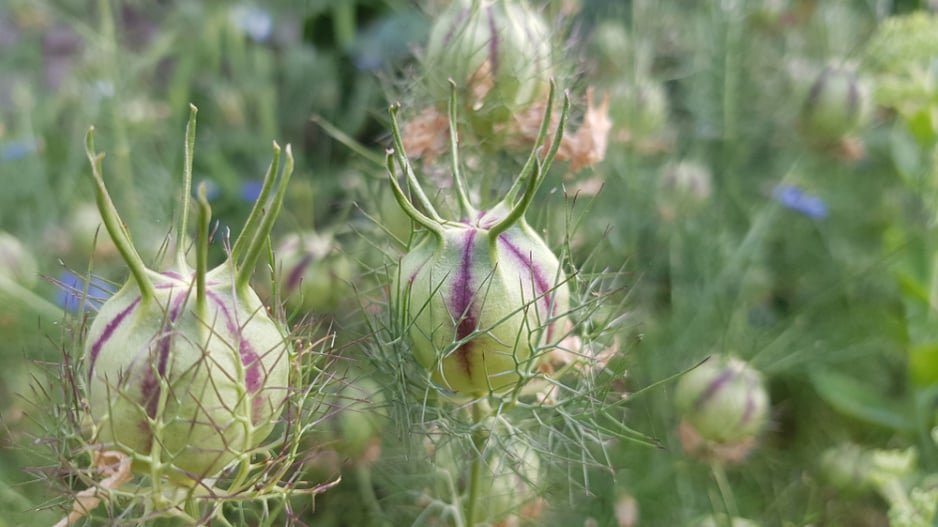 Černucha damašská (Nigella damascena) 