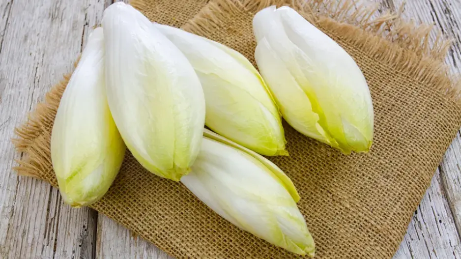 Salátová čekanka (Cichorium endivia) 