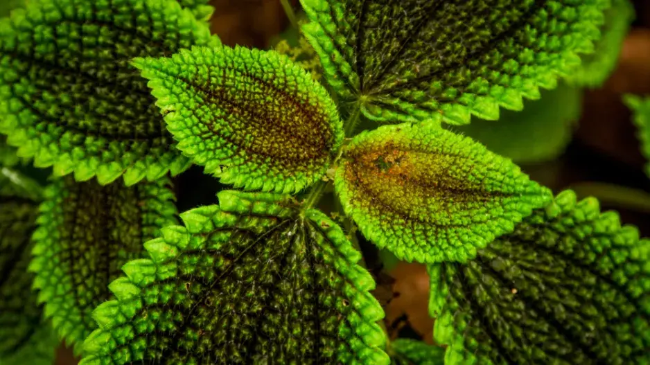 Pilea