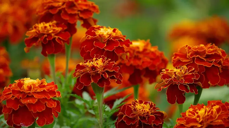 Afrikán neboli aksamitník rozkladitý (Tagetes patula) 