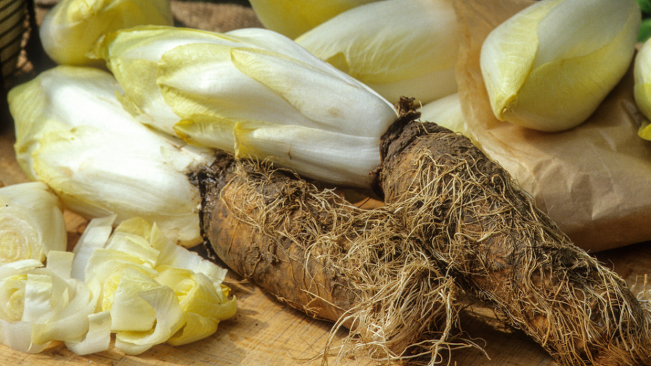 Salátová čekanka (Cichorium endivia) 