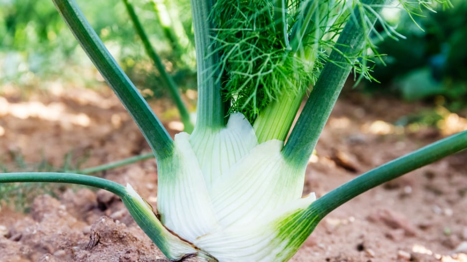 Fenykl sladký neboli hlíznatý (Foeniculum vulgare var. azoricum, syn. Dulce) 