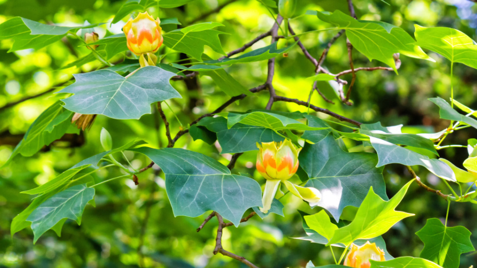 Liliovník tulipánokvětý (Liriodendron tulipifera)