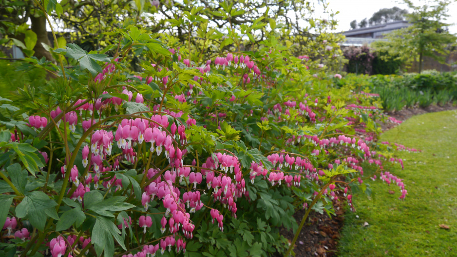 Lamprocapnos spectabilis                               