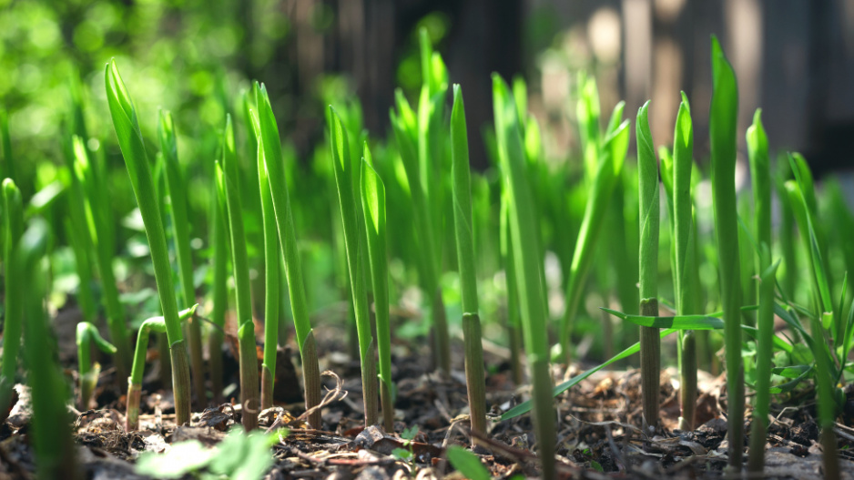 Konvalinka vonná (Convallaria majalis) 