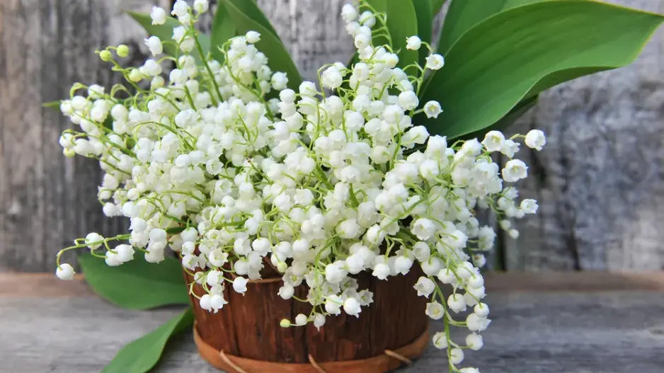 Konvalinka vonná (Convallaria majalis)