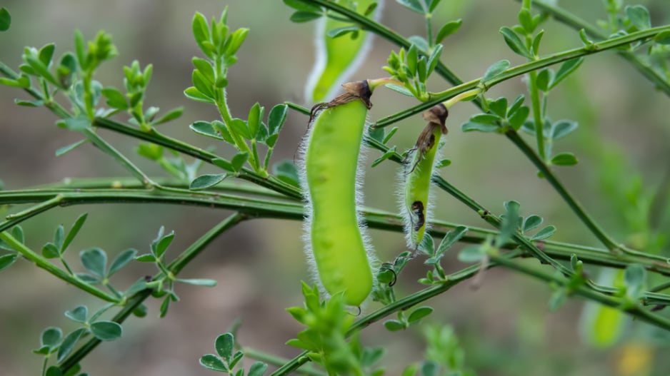 Janovec metlatý (Cytisus scoparius) 