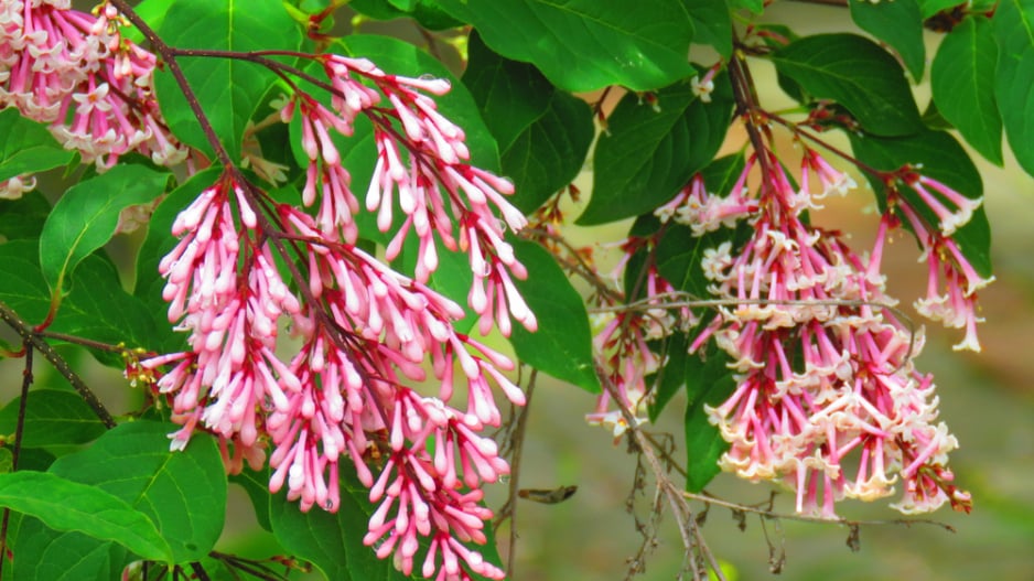 Šeřík karpatský, šeřík maďarský (Syringa josikaea) 