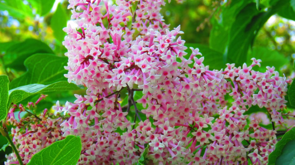 Šeřík karpatský, šeřík maďarský (Syringa josikaea) 