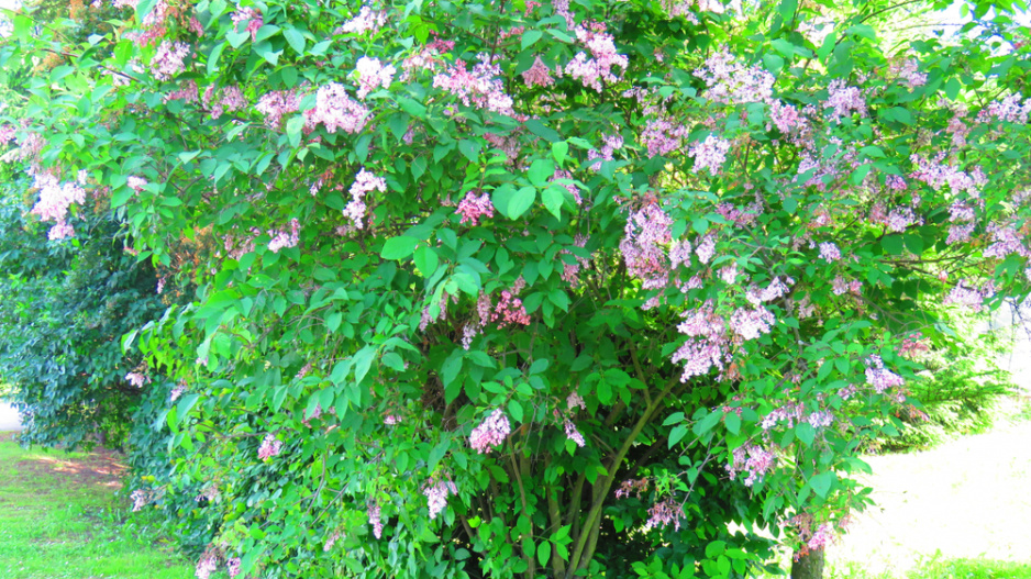 Šeřík karpatský, šeřík maďarský (Syringa josikaea) 