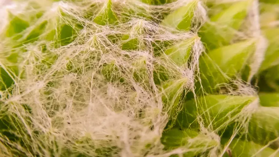 Netřesk pavučinatý