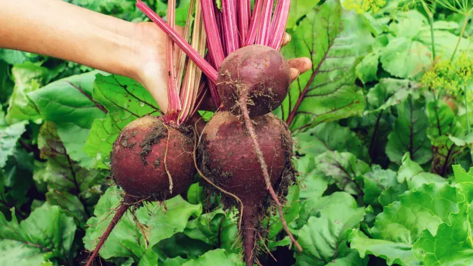 Červená řepa (Beta vulgaris)  Červená řepa (Beta vulgaris)