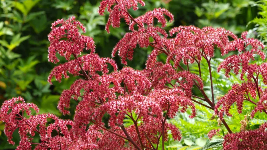 Rodgersie zpeřená (Rodgersia pinnata)