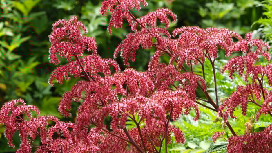 Rodgersie zpeřená (Rodgersia pinnata)