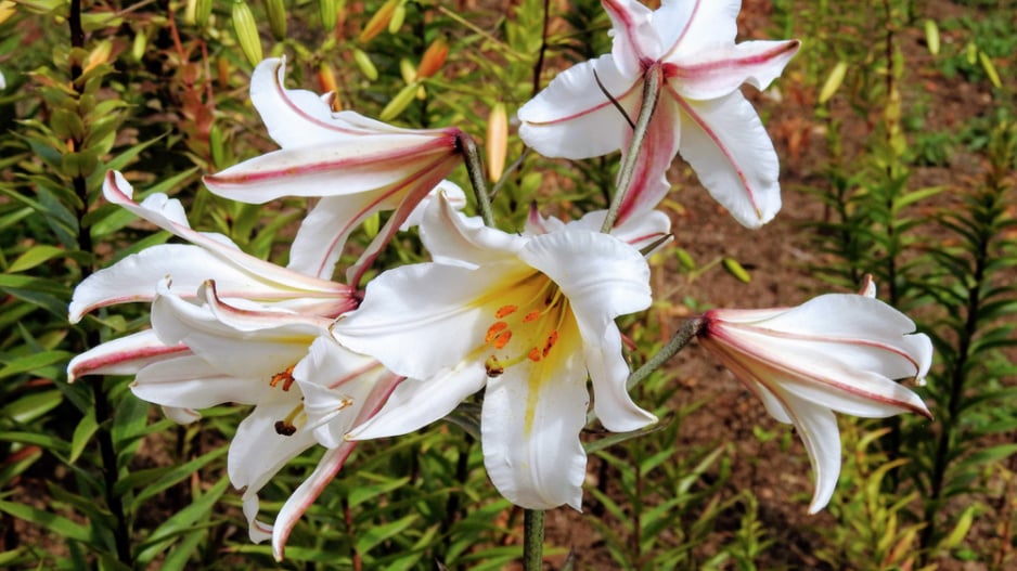 Lilie královská (Lilium regale) 
