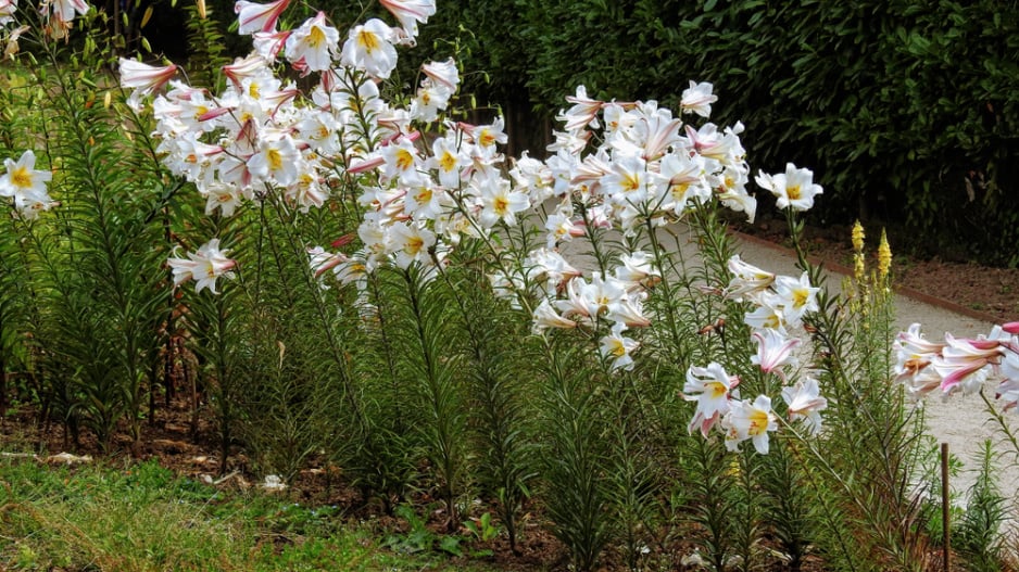 Lilie královská (Lilium regale) 