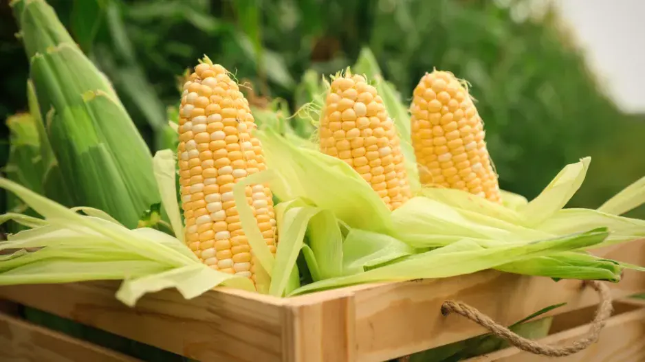 Kukuřice cukrová (Zea mays var. saccharata) 