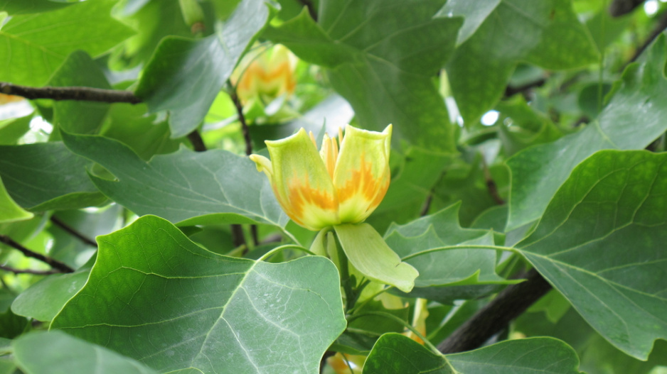 Liliovník tulipánokvětý (Liriodendron tulipifera)