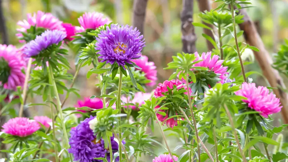 Callistephus chinensis