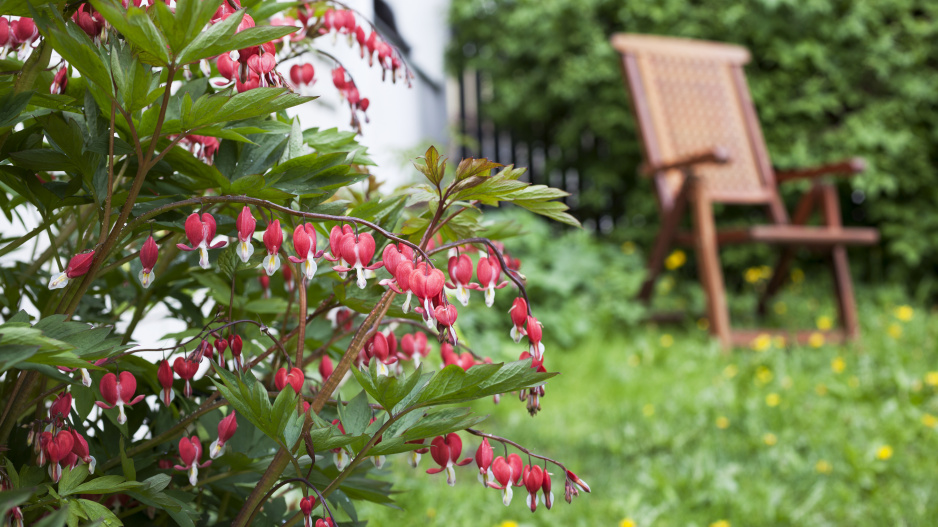 Krvácející srdce (Lamprocapnos spectabilis, synonymum Dicentra spectabilis)