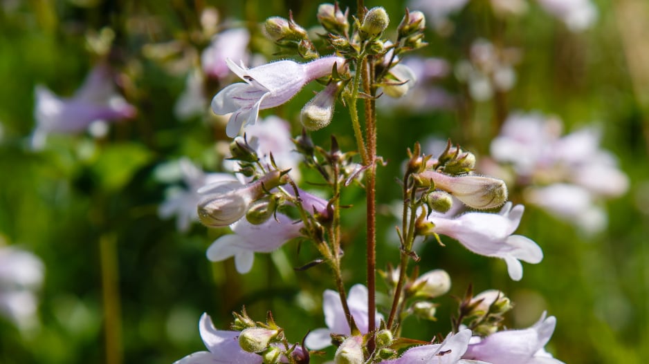Dračík neboli Penstemon