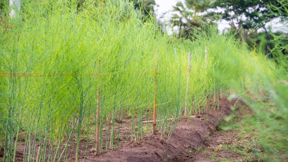 Chřest lékařský (Asparagus officinalis) 