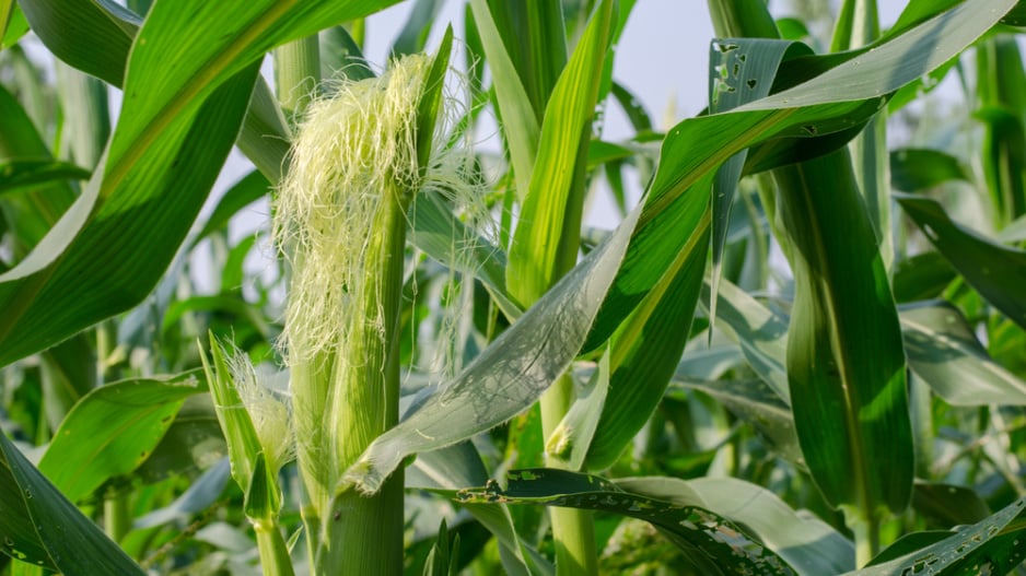 Kukuřice cukrová (Zea mays var. saccharata) 