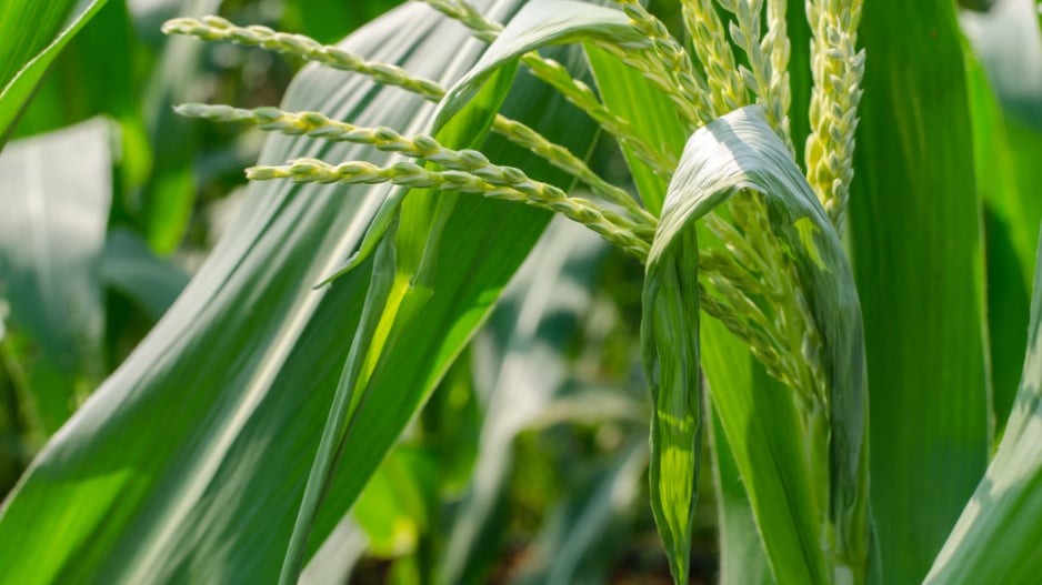 Kukuřice cukrová (Zea mays var. saccharata) 