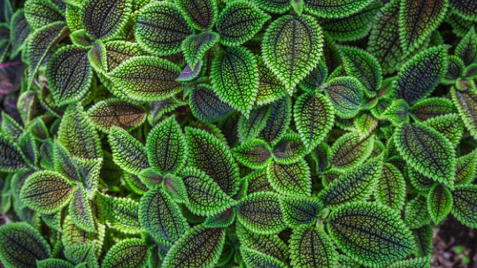 Pilea
