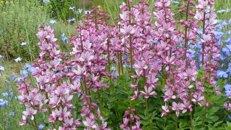 Třemdava bílá (Dictamnus albus) 