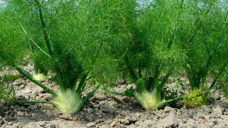 Fenykl sladký neboli hlíznatý (Foeniculum vulgare var. azoricum, syn. Dulce) 