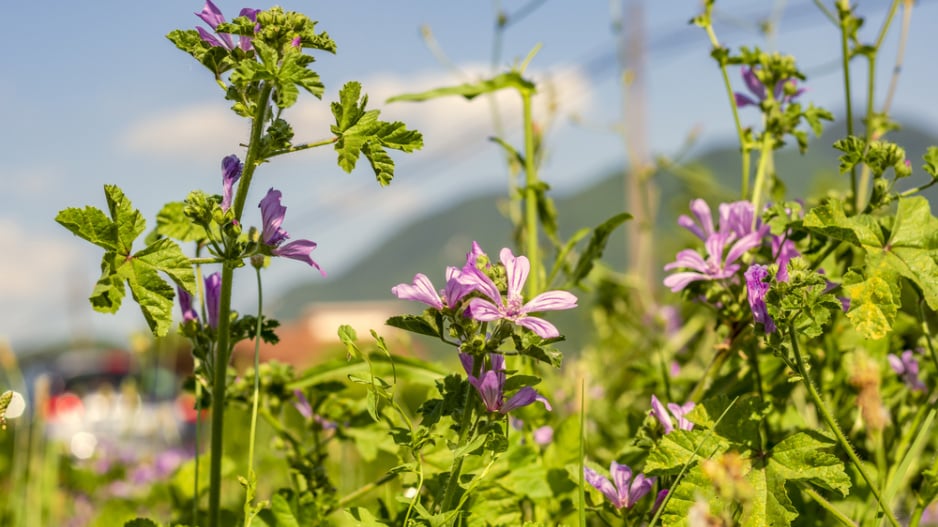 Sléz přehlížený (Malva neglecta) 