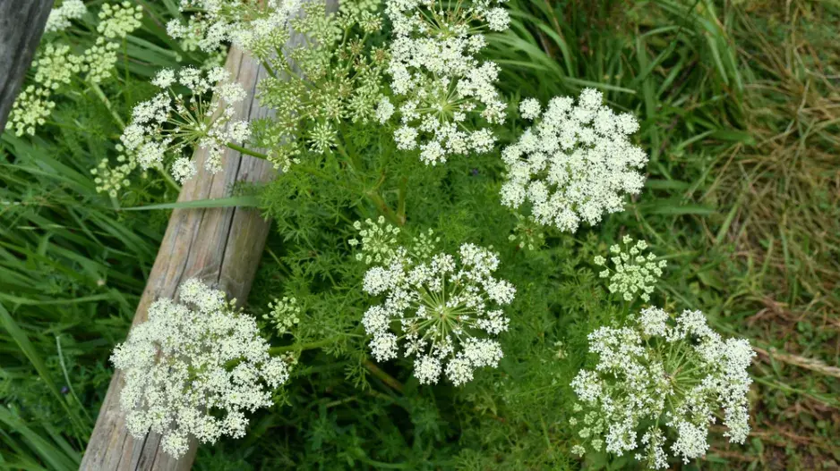 Kmín kořenný (Carum carvi) 