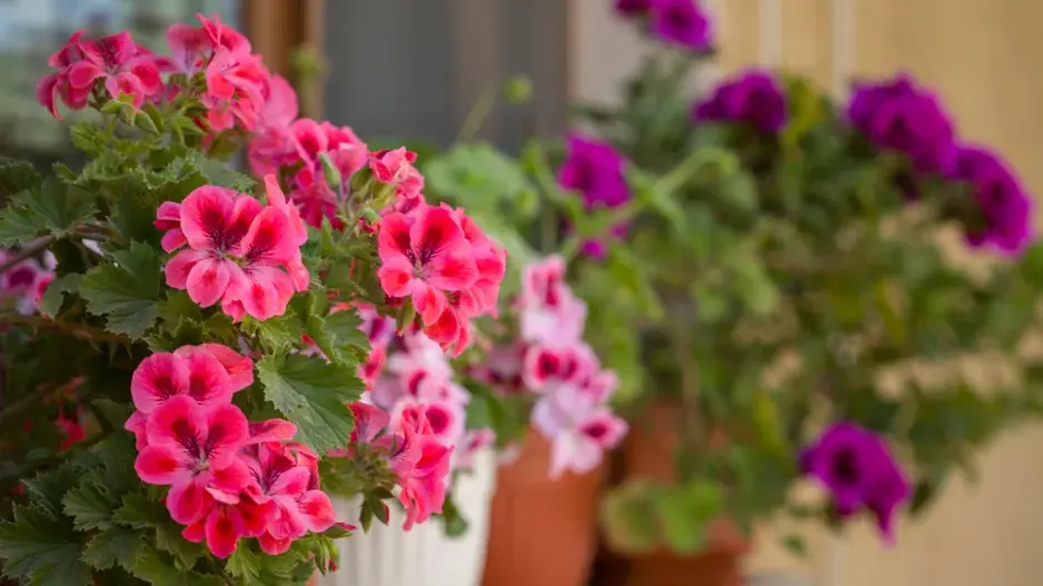 Pěstování muškátů