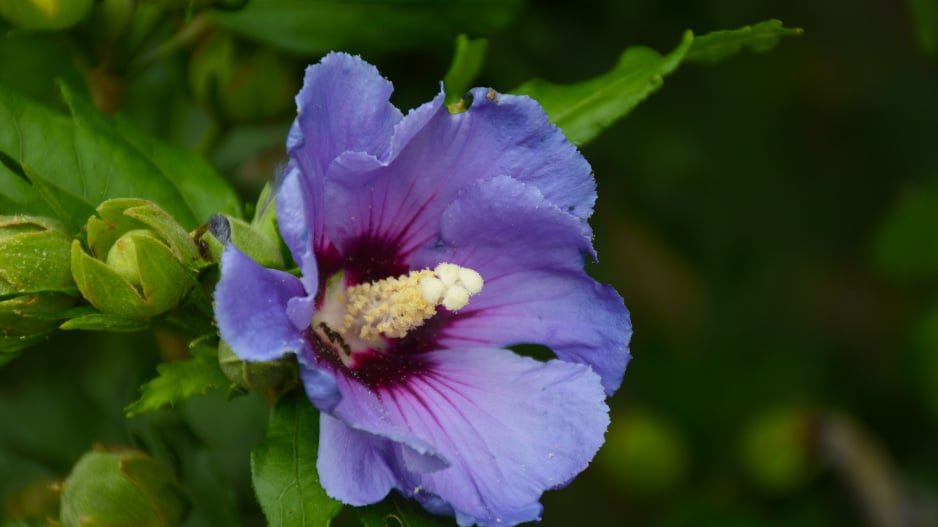 Hibiscus syriacus 'Marina