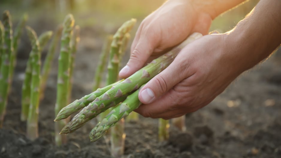 Chřest lékařský (Asparagus officinalis) 