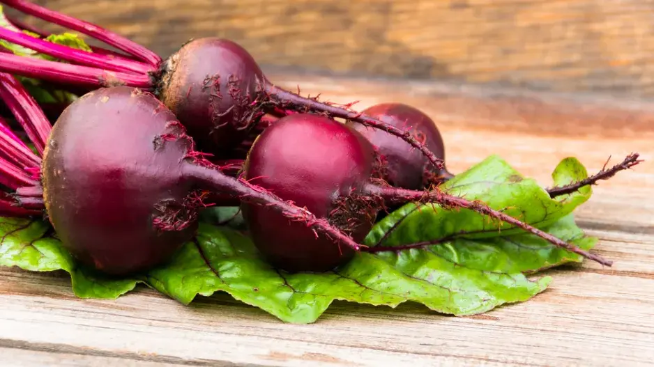 Červená řepa (Beta vulgaris) 