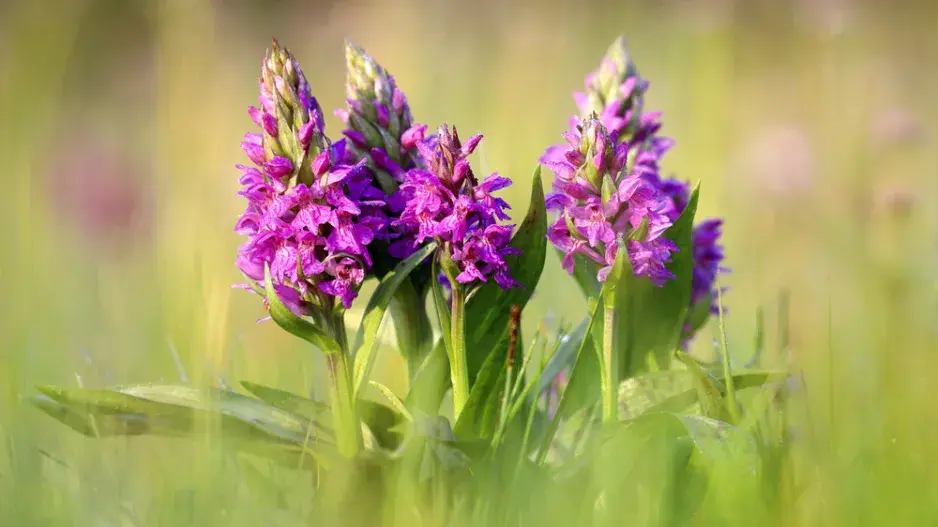 Prstnatec májový (Dactylorhiza majalis)